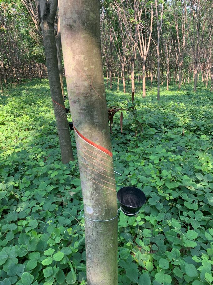 Sustainable Rubber Tree Sap 1.jpg